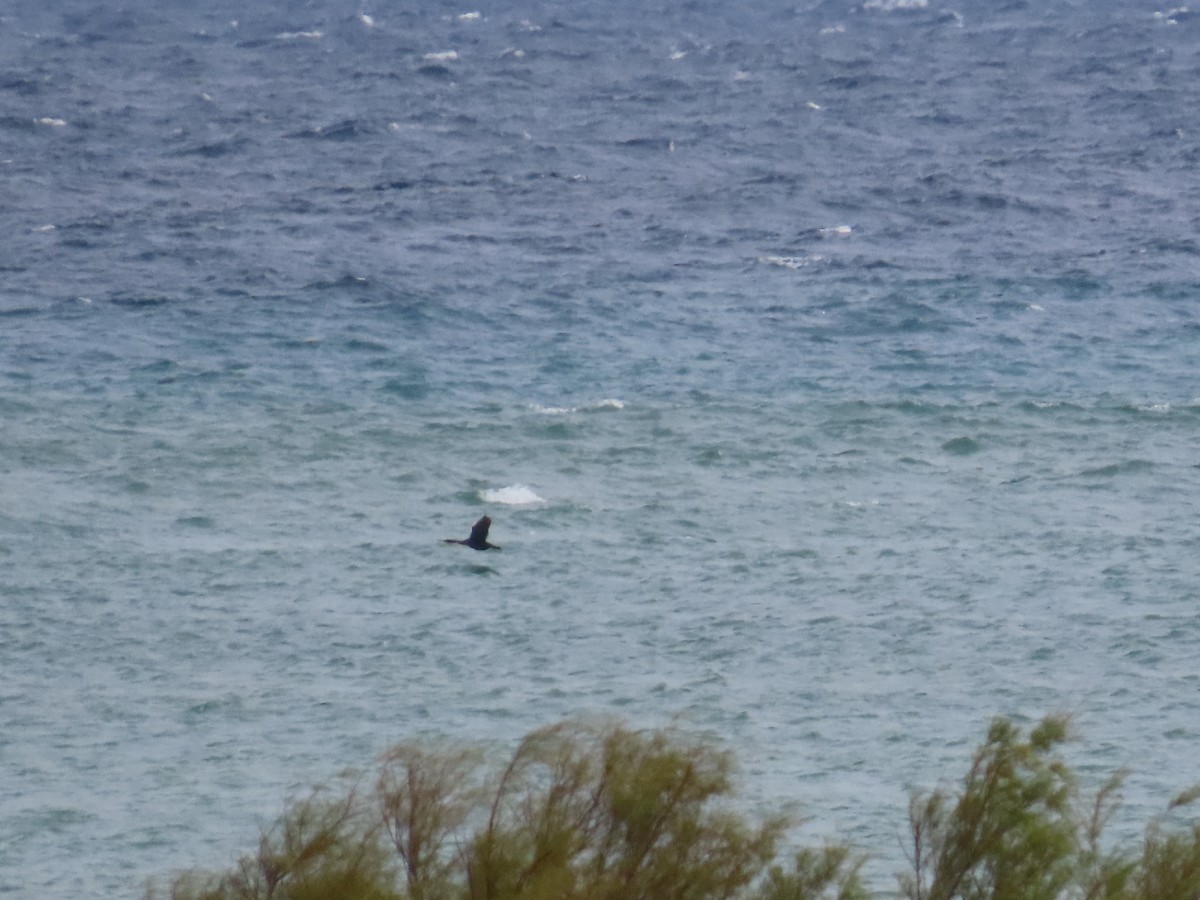 kormorán chocholatý - ML644083513