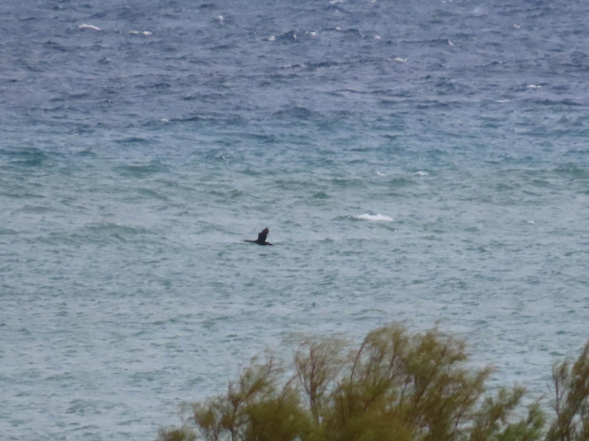 kormorán chocholatý - ML644083514