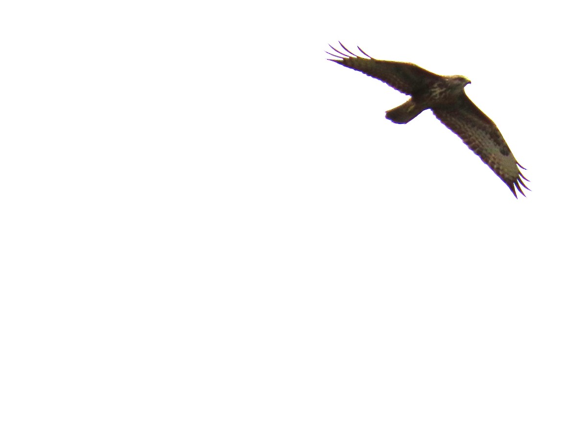 káně lesní - ML644083528