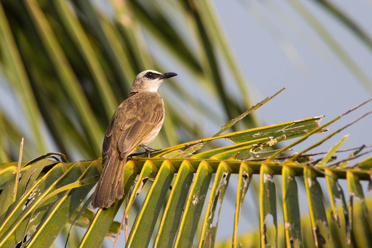 Yellow-vented Bulbul (Sunda) - ML644083541