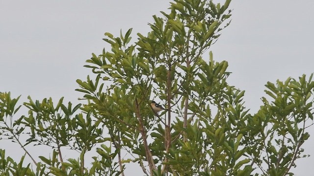 White-rumped Tanager - ML644083548