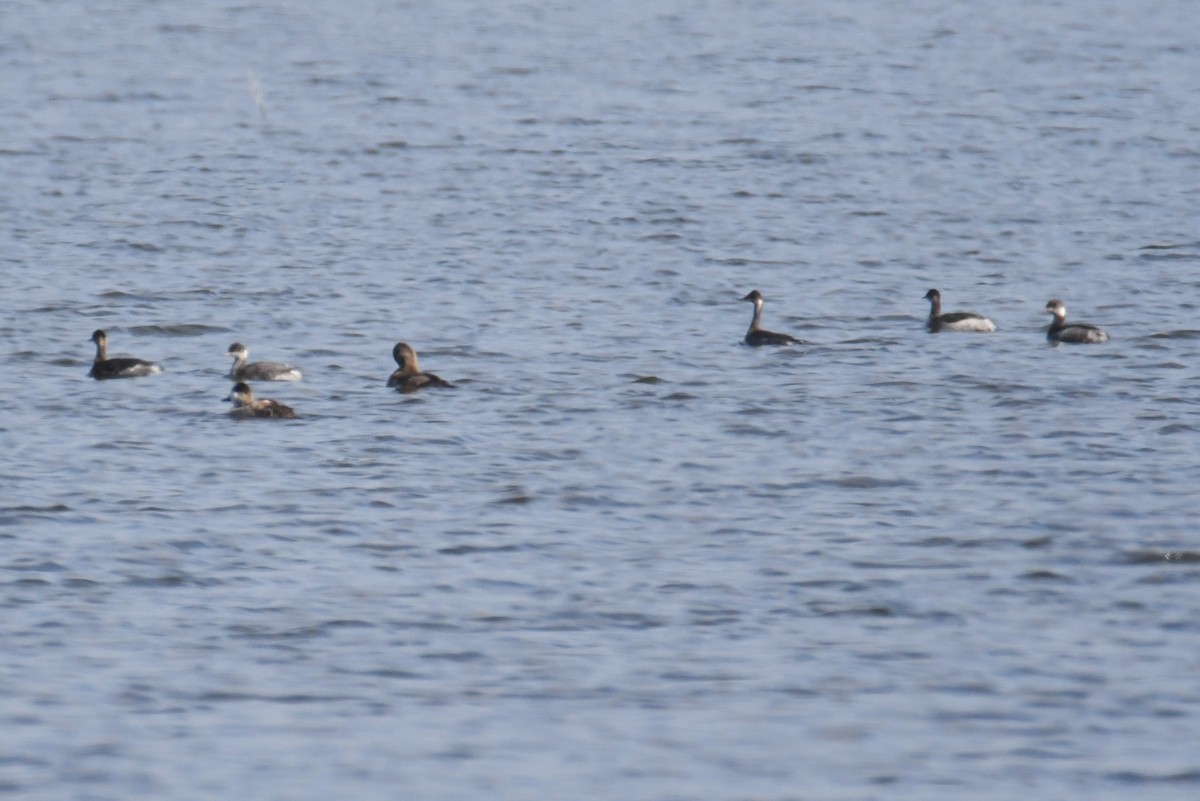 Eared Grebe - ML644083550