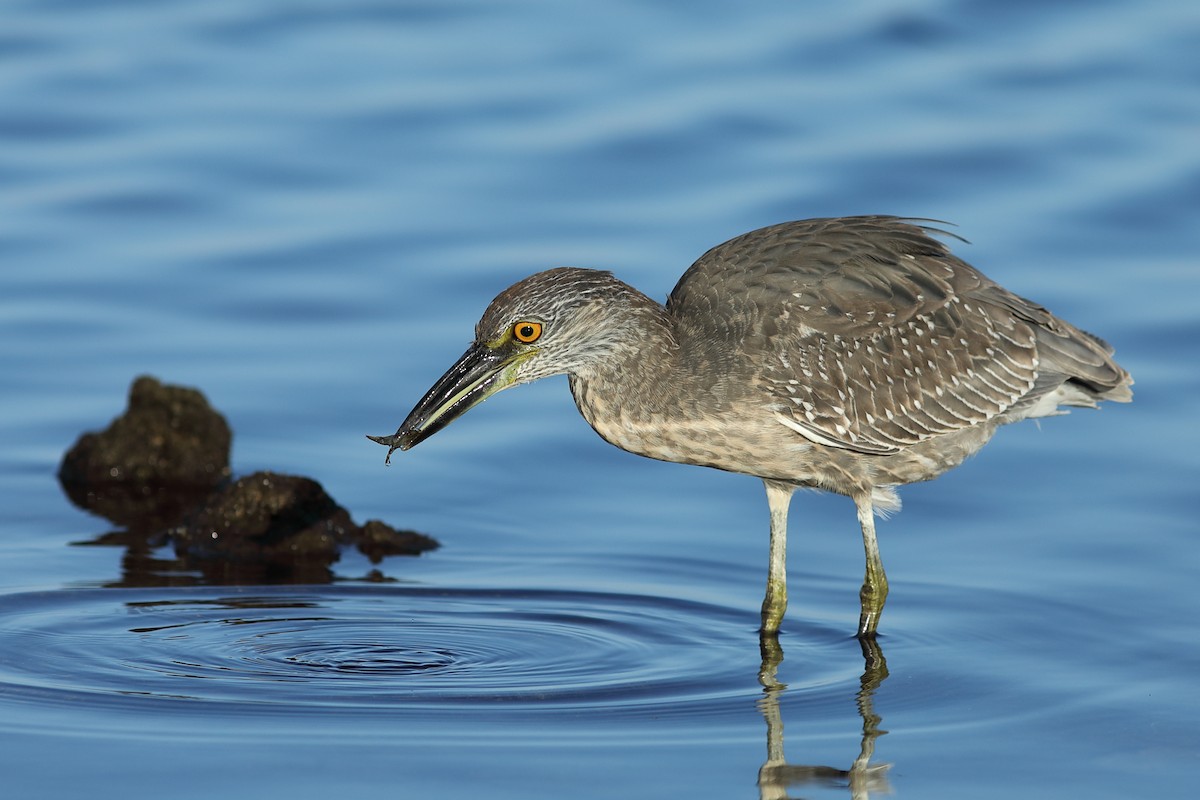 Yellow-crowned Night Heron - ML644083554