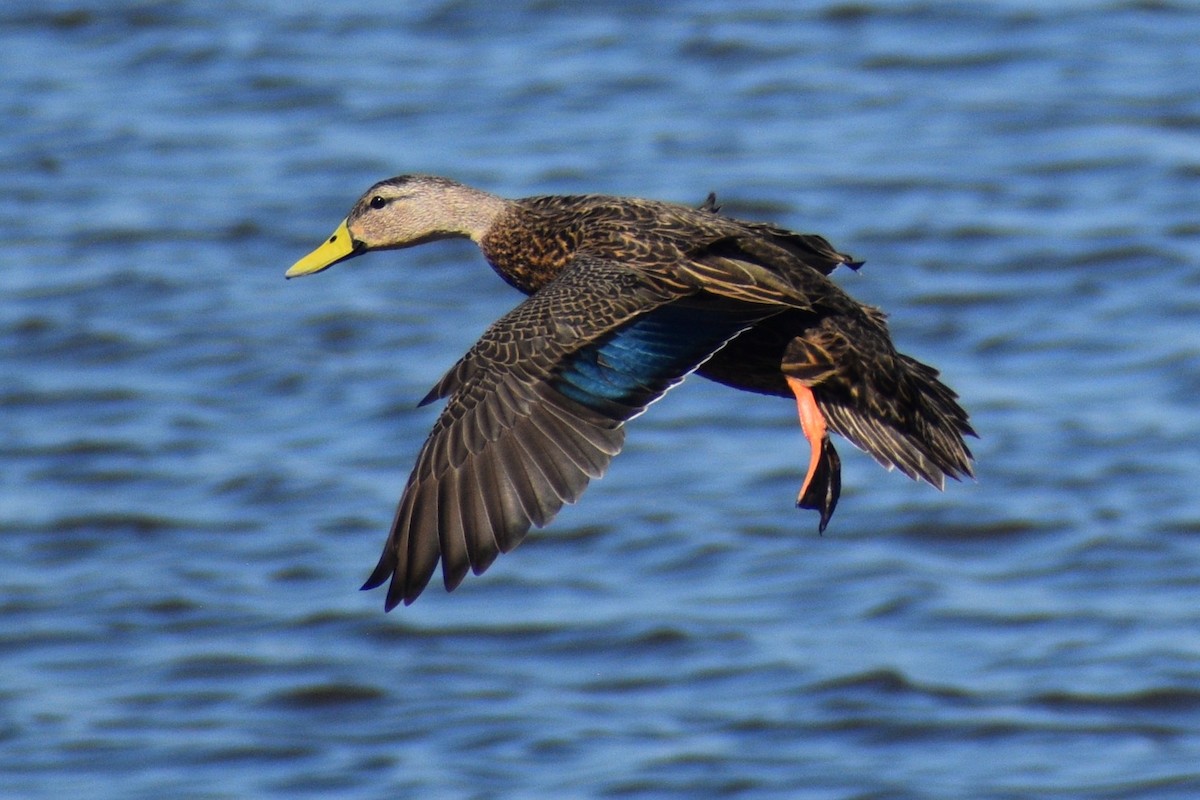Mottled Duck - ML644083556