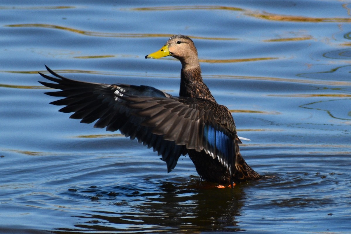 Mottled Duck - ML644083557