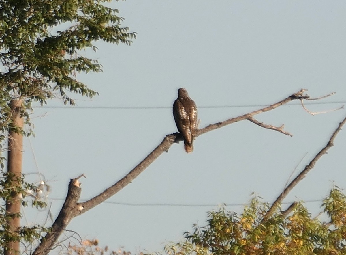 Red-tailed Hawk - ML644083560