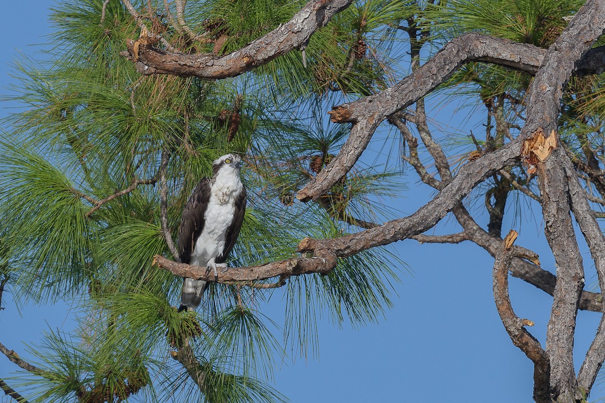 Falco pescatore - ML644083568