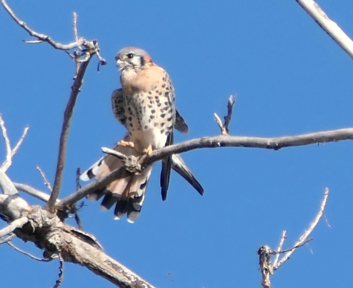 American Kestrel - ML644083584