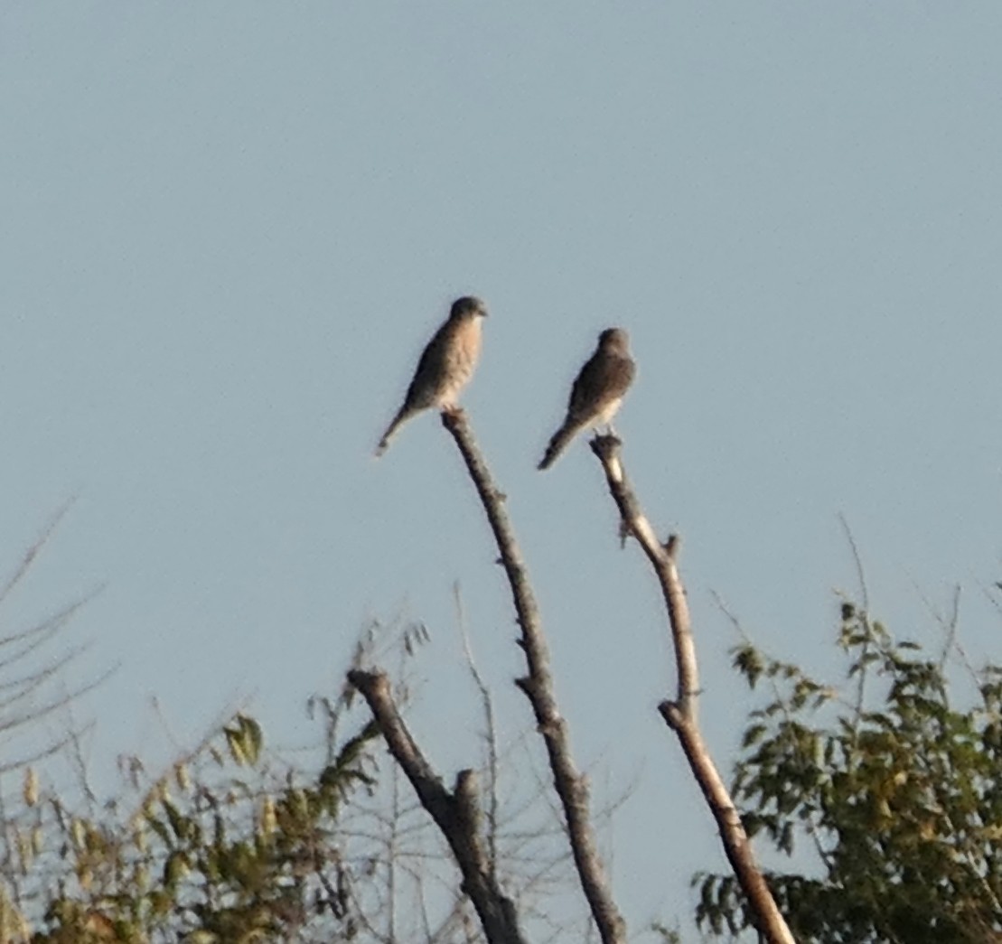 American Kestrel - ML644083595