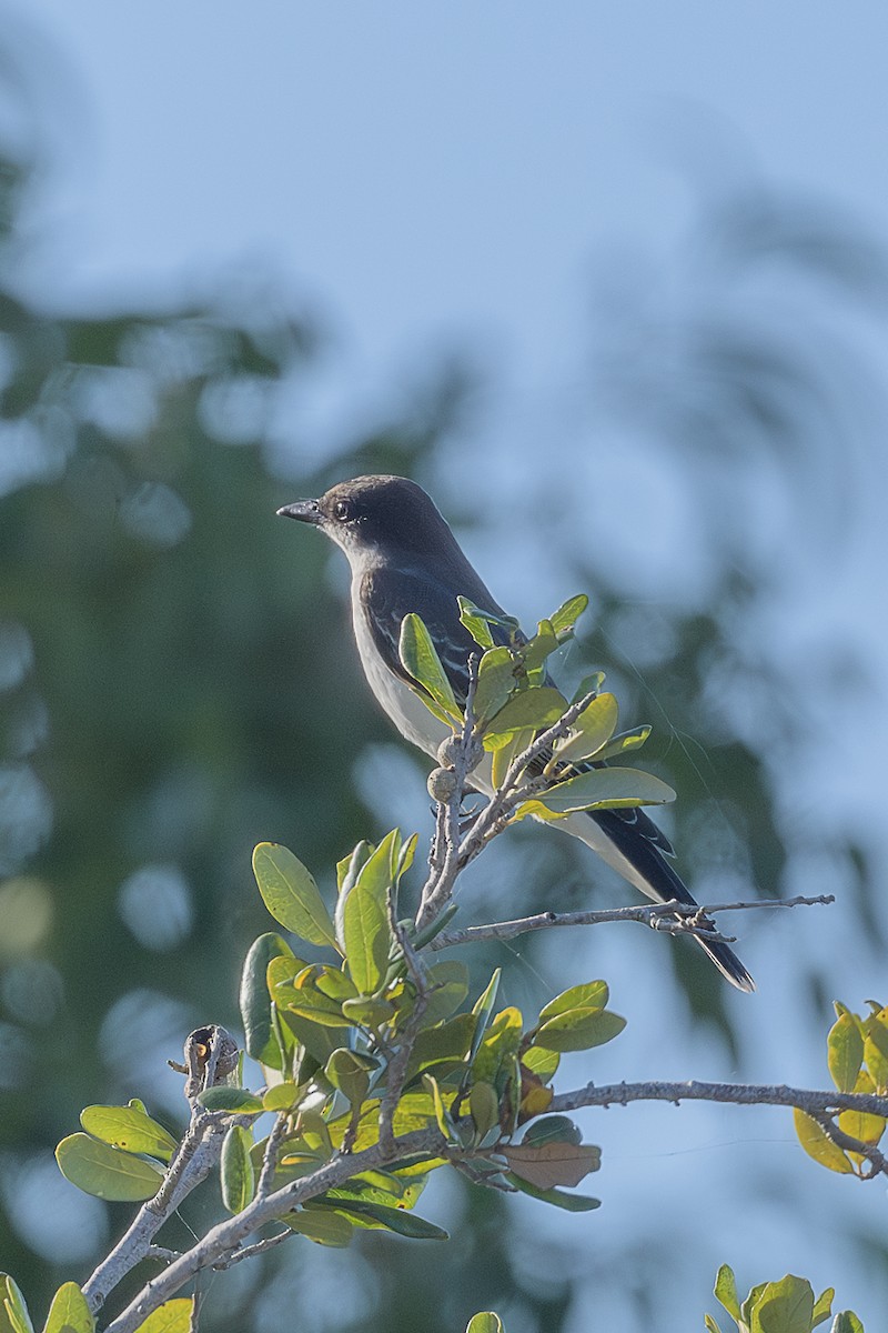 Eastern Kingbird - ML644083599