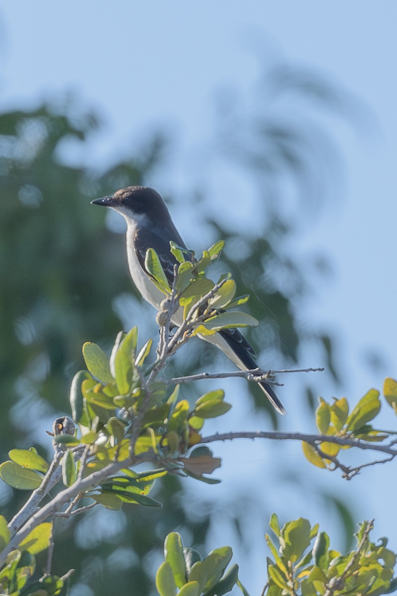 Eastern Kingbird - ML644083600