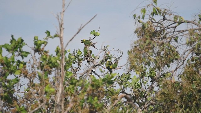 Yellow-collared Macaw - ML644083624