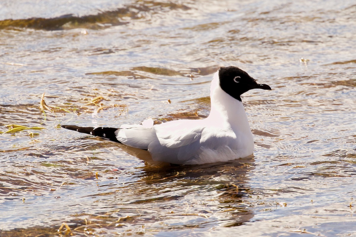 Andean Gull - ML644083626