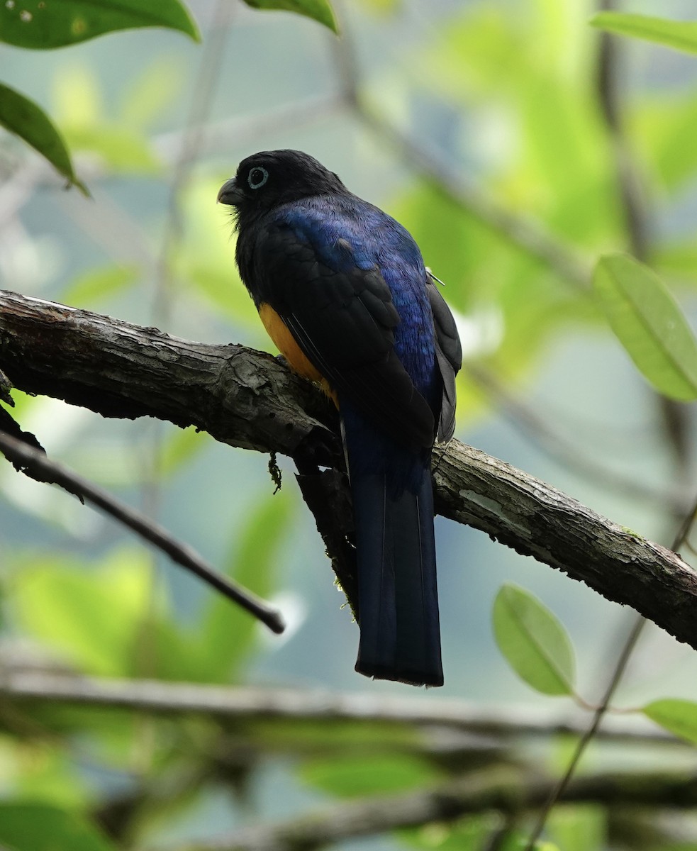 Trogon de Sclater - ML644083628