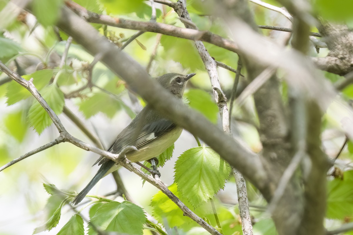 Black-throated Blue Warbler - ML644083629