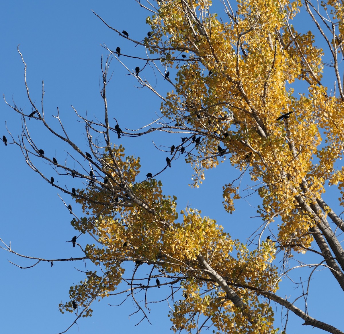 Red-winged Blackbird - ML644083636
