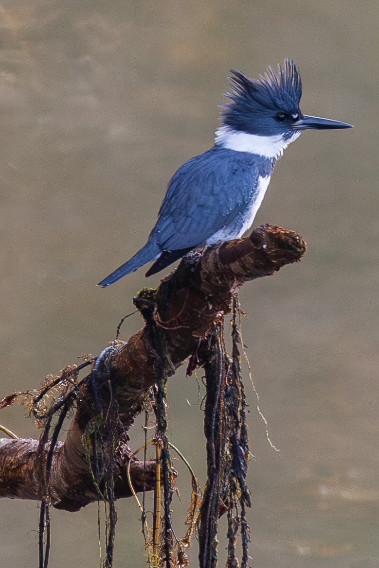 Belted Kingfisher - ML644083639