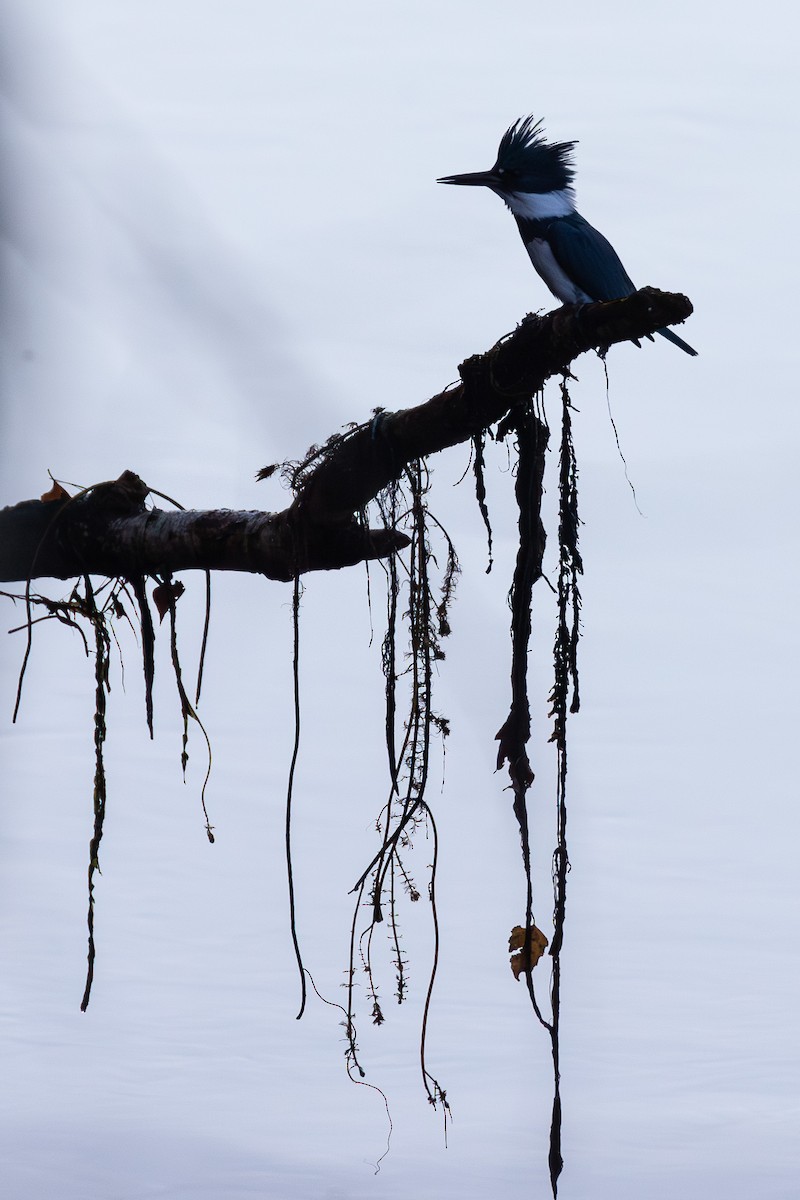 Belted Kingfisher - ML644083640