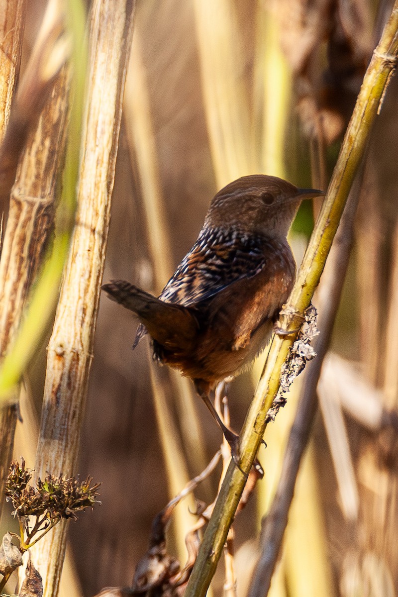 Sedge Wren - ML644083653