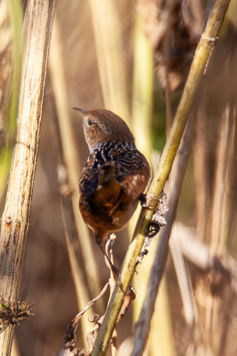 Sedge Wren - ML644083654