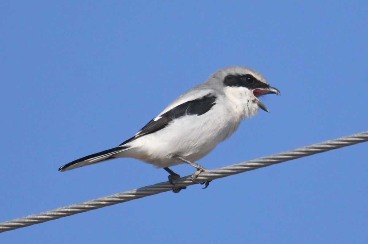 Loggerhead Shrike - ML644083655