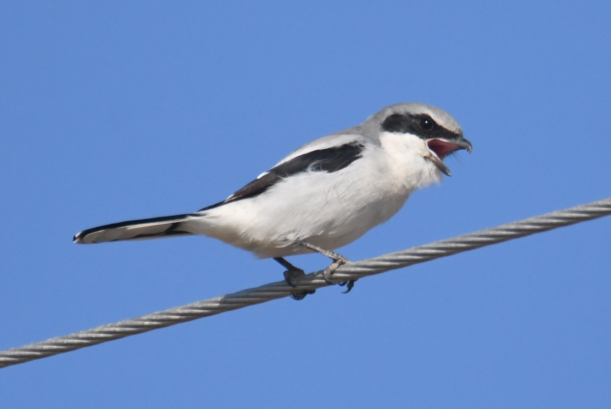 Loggerhead Shrike - ML644083656