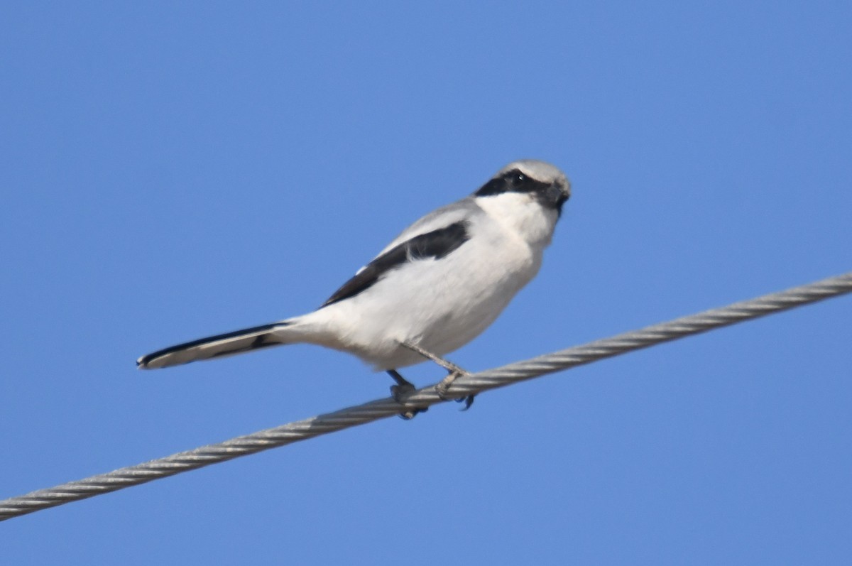 Loggerhead Shrike - ML644083657