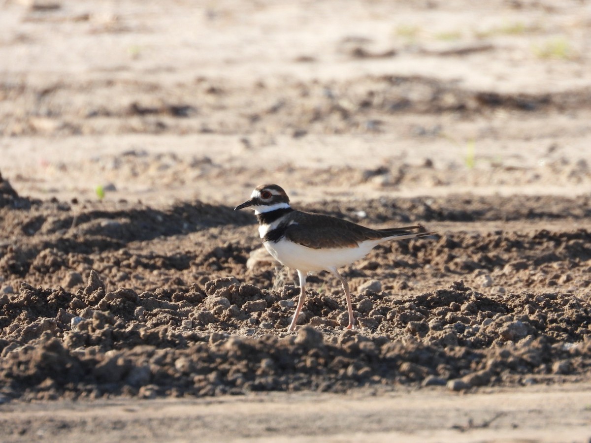 Killdeer - ML644083658