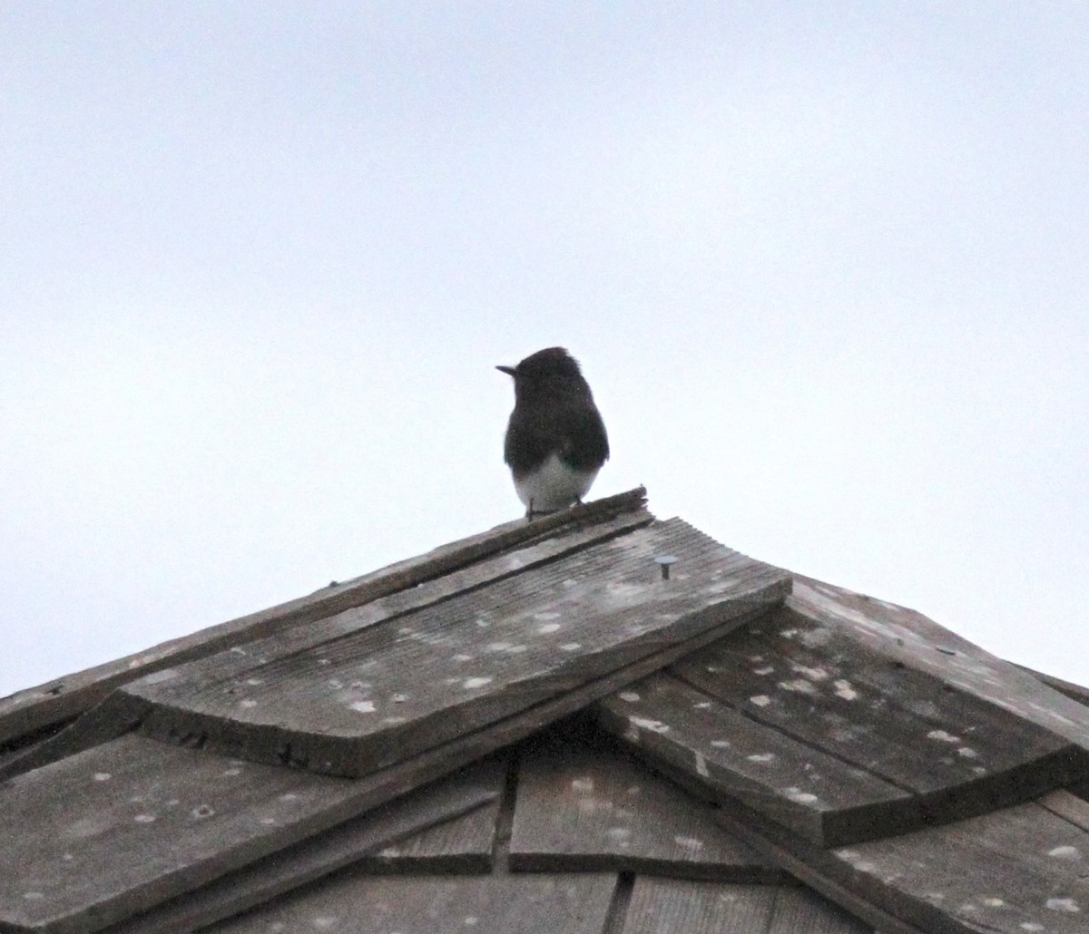 Black Phoebe - ML644083669