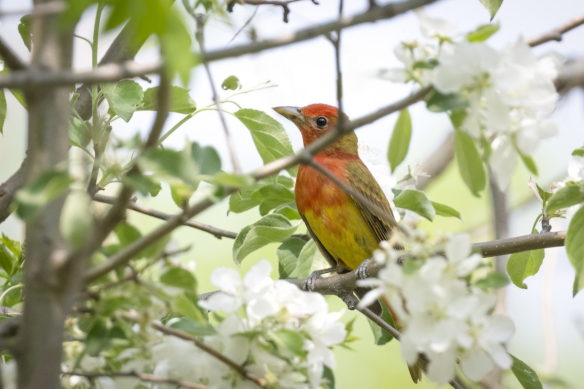 Summer Tanager - ML644083670