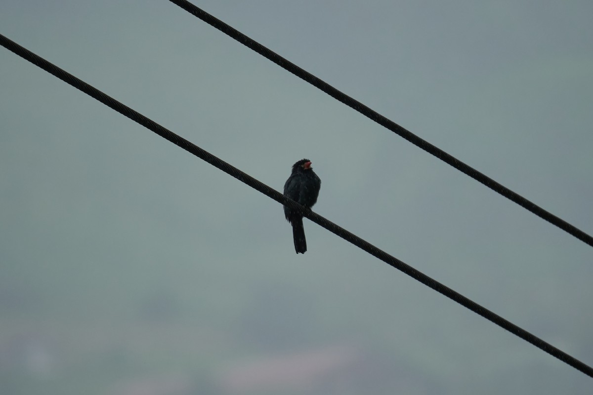 White-fronted Nunbird - ML644083678