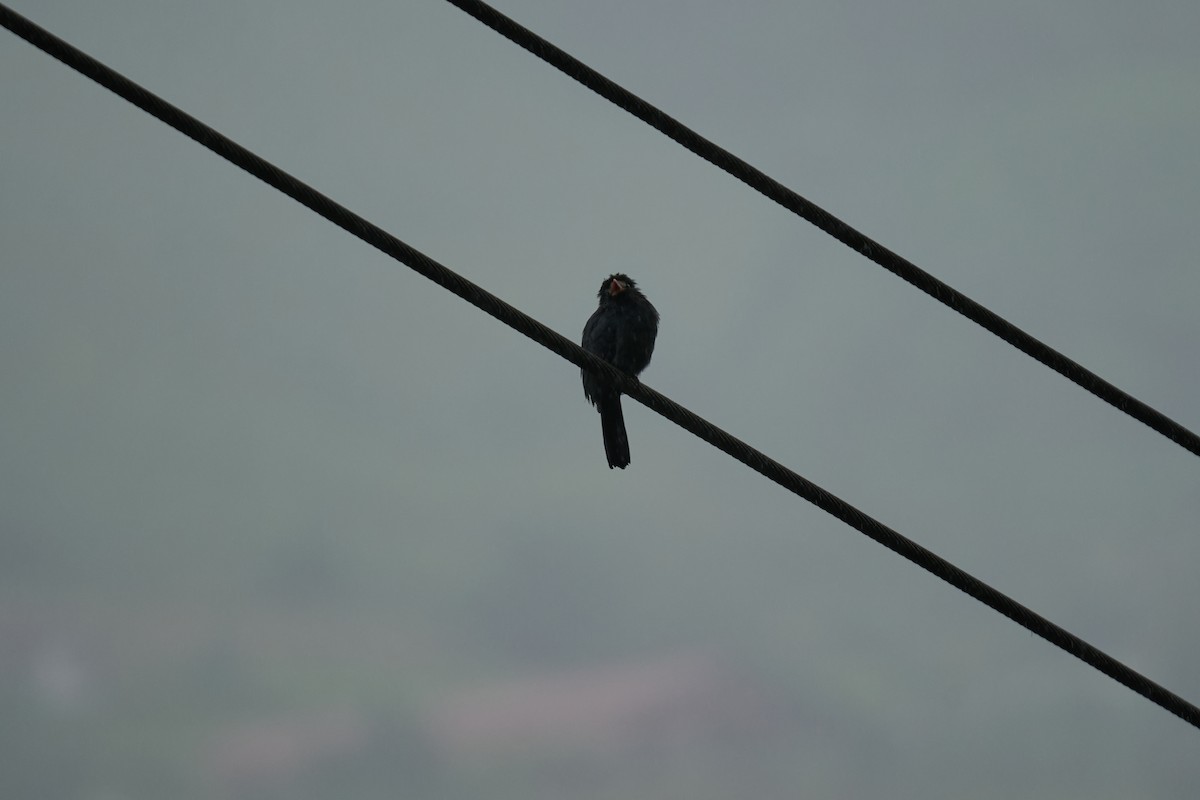 White-fronted Nunbird - ML644083679