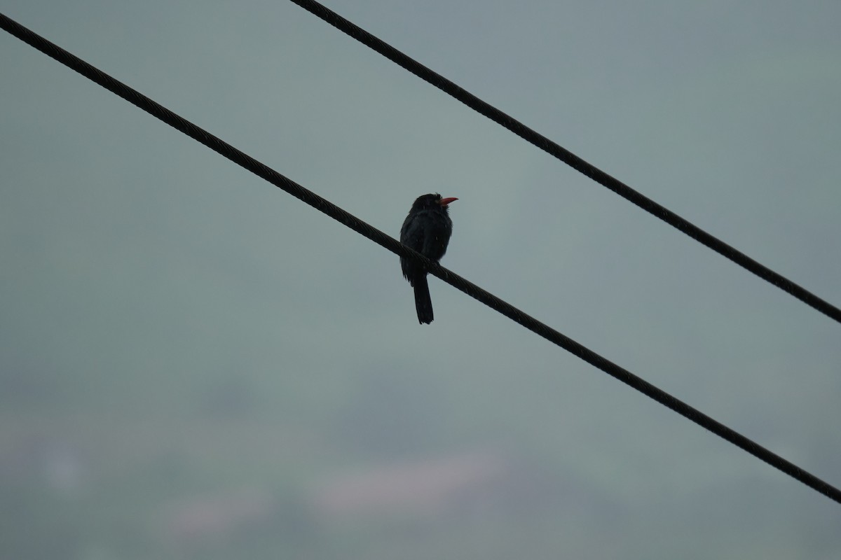 White-fronted Nunbird - ML644083680