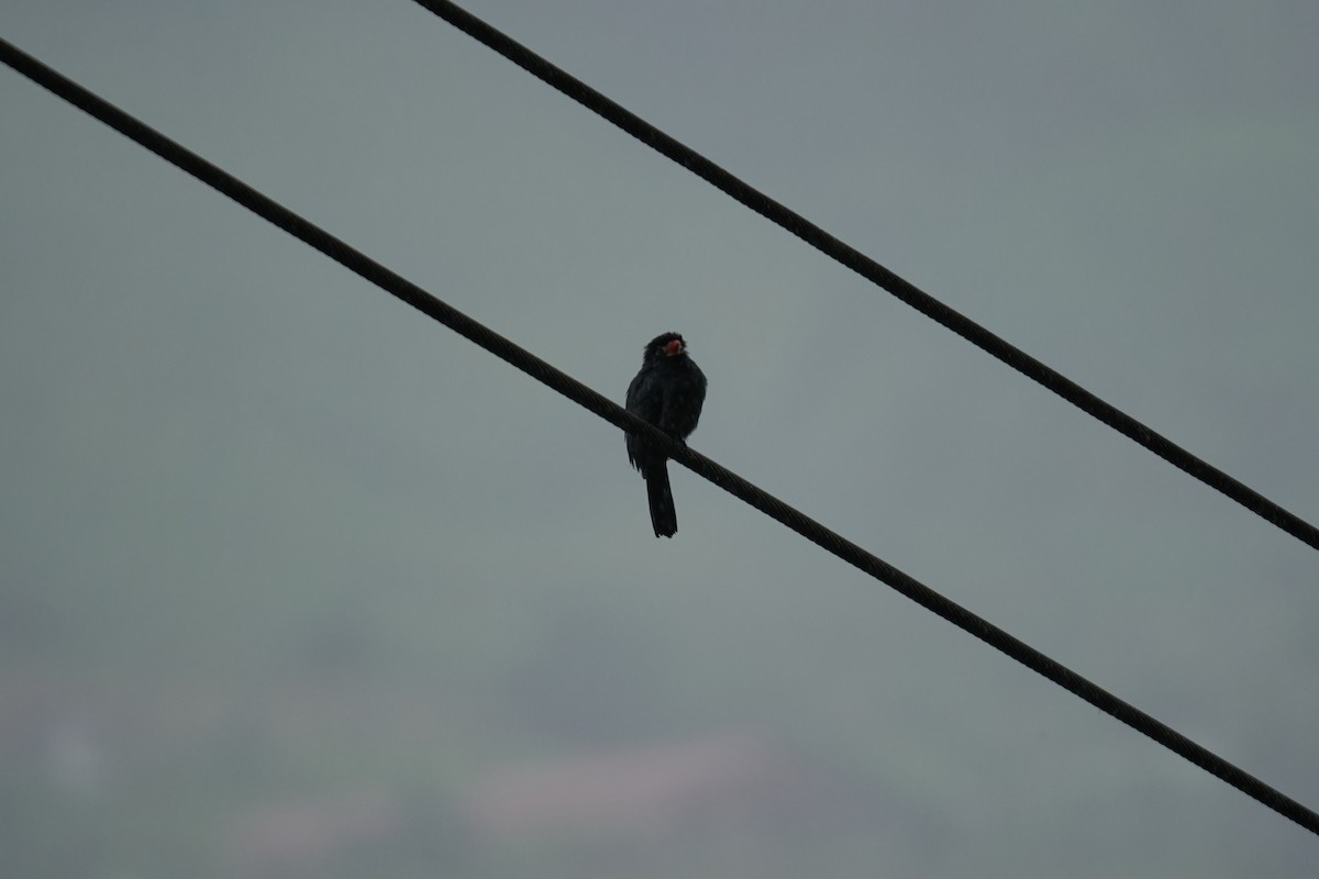White-fronted Nunbird - ML644083681