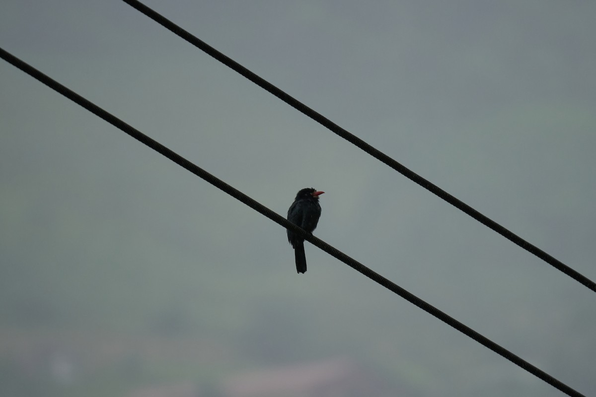 White-fronted Nunbird - ML644083682