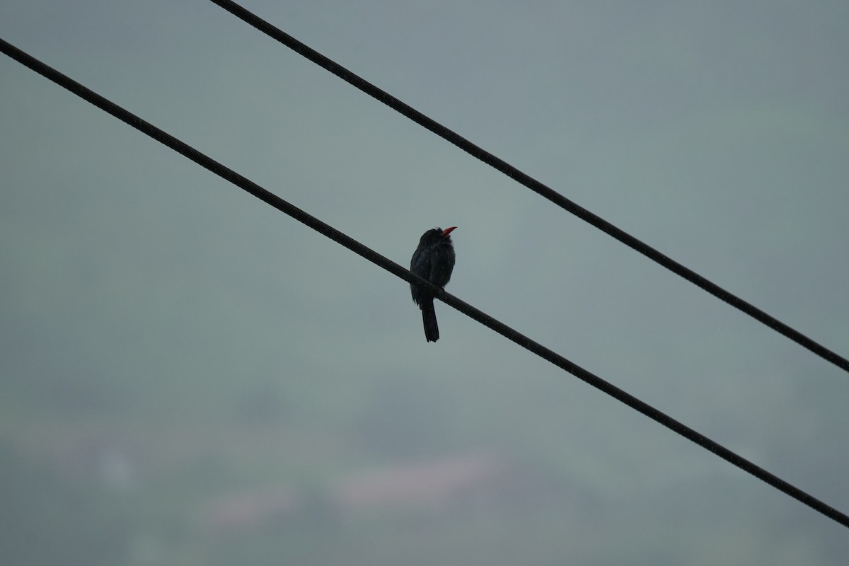 White-fronted Nunbird - ML644083683
