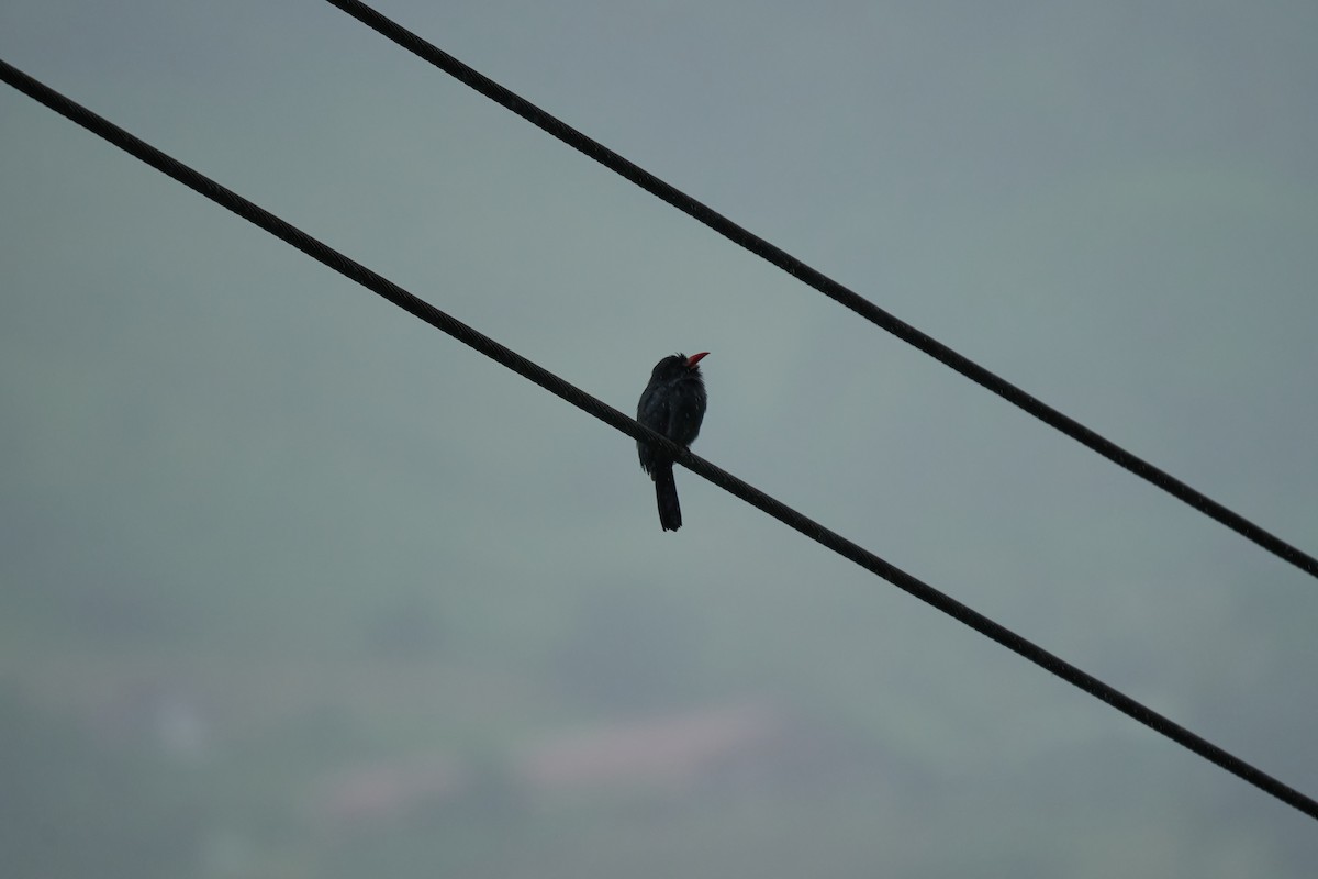 White-fronted Nunbird - ML644083684