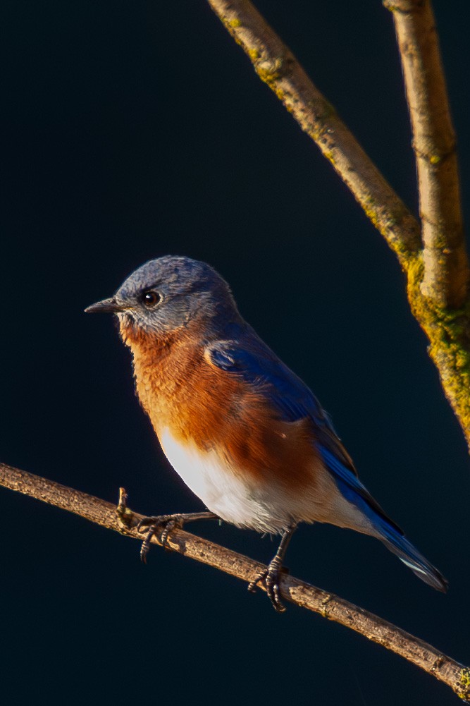 Eastern Bluebird - ML644083685