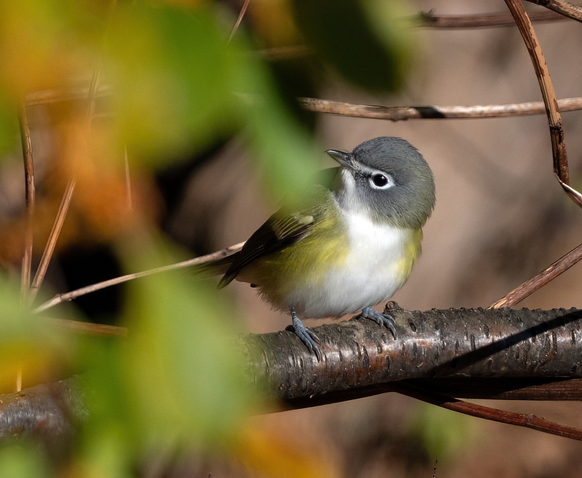 Blue-headed Vireo - ML644083687