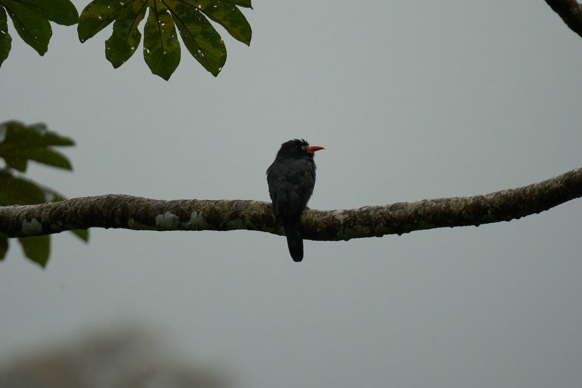 White-fronted Nunbird - ML644083691