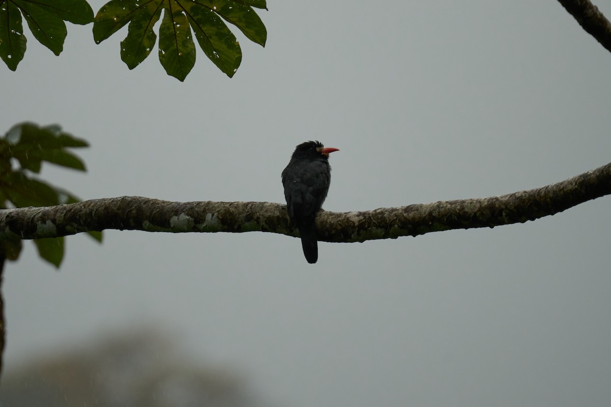 White-fronted Nunbird - ML644083692