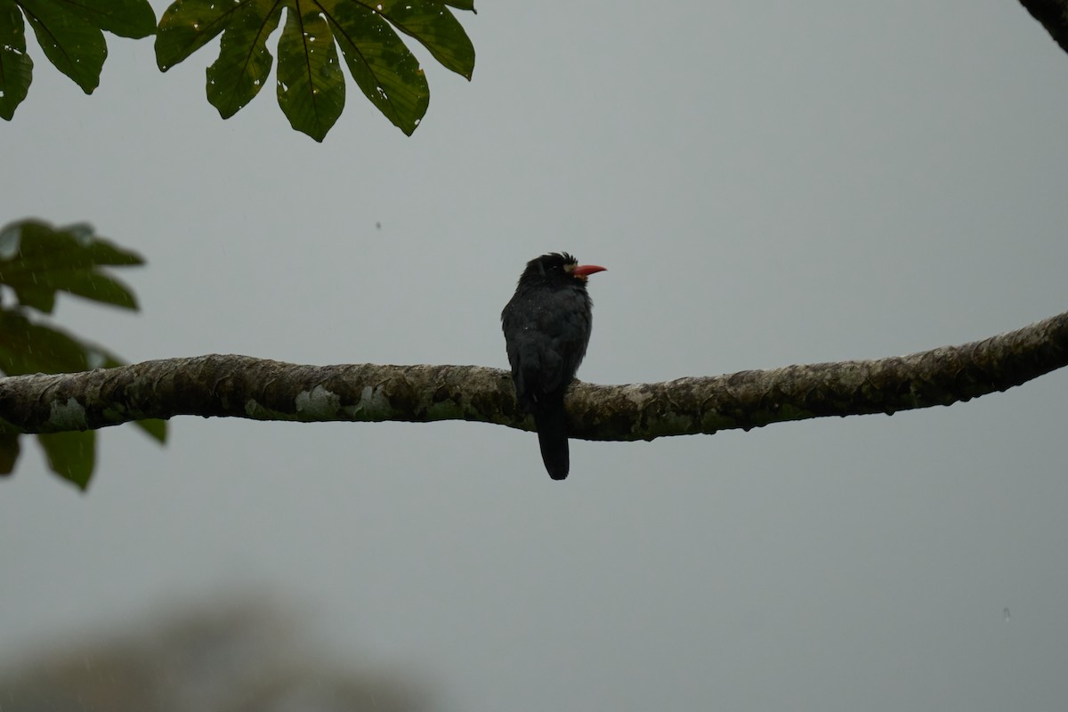 White-fronted Nunbird - ML644083693