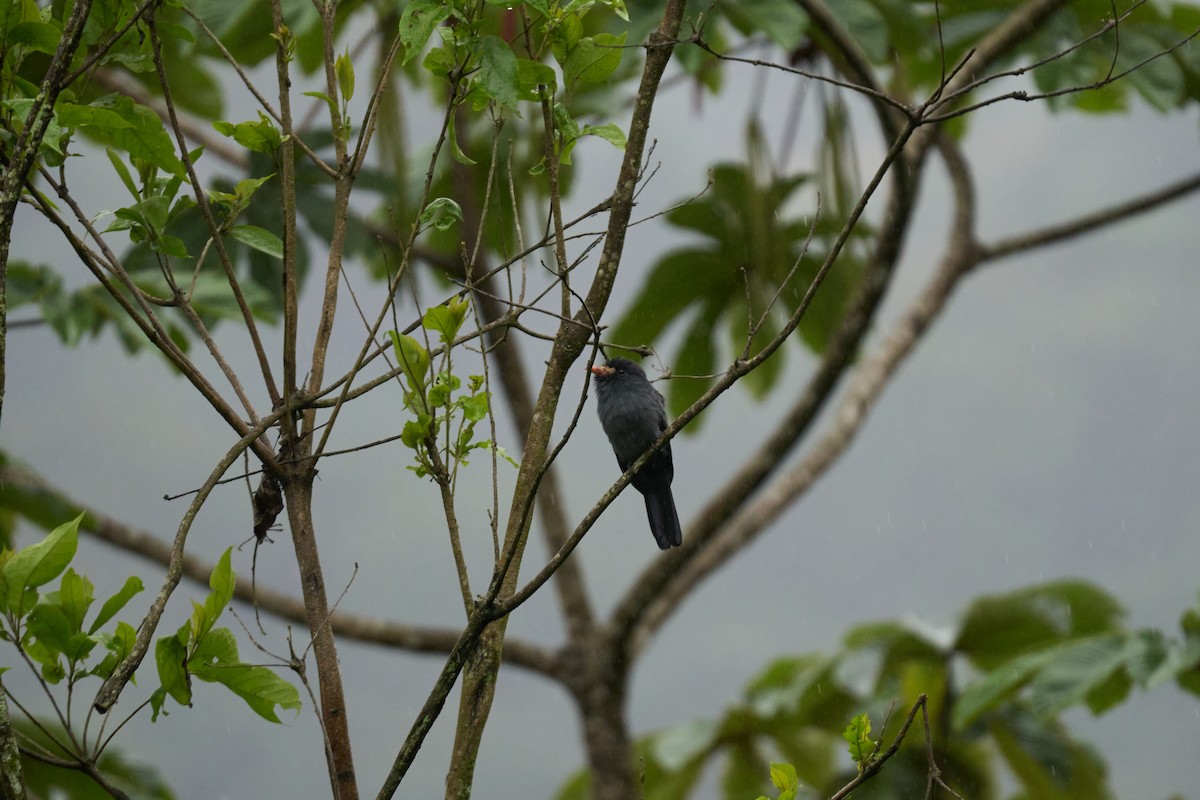 White-fronted Nunbird - ML644083694