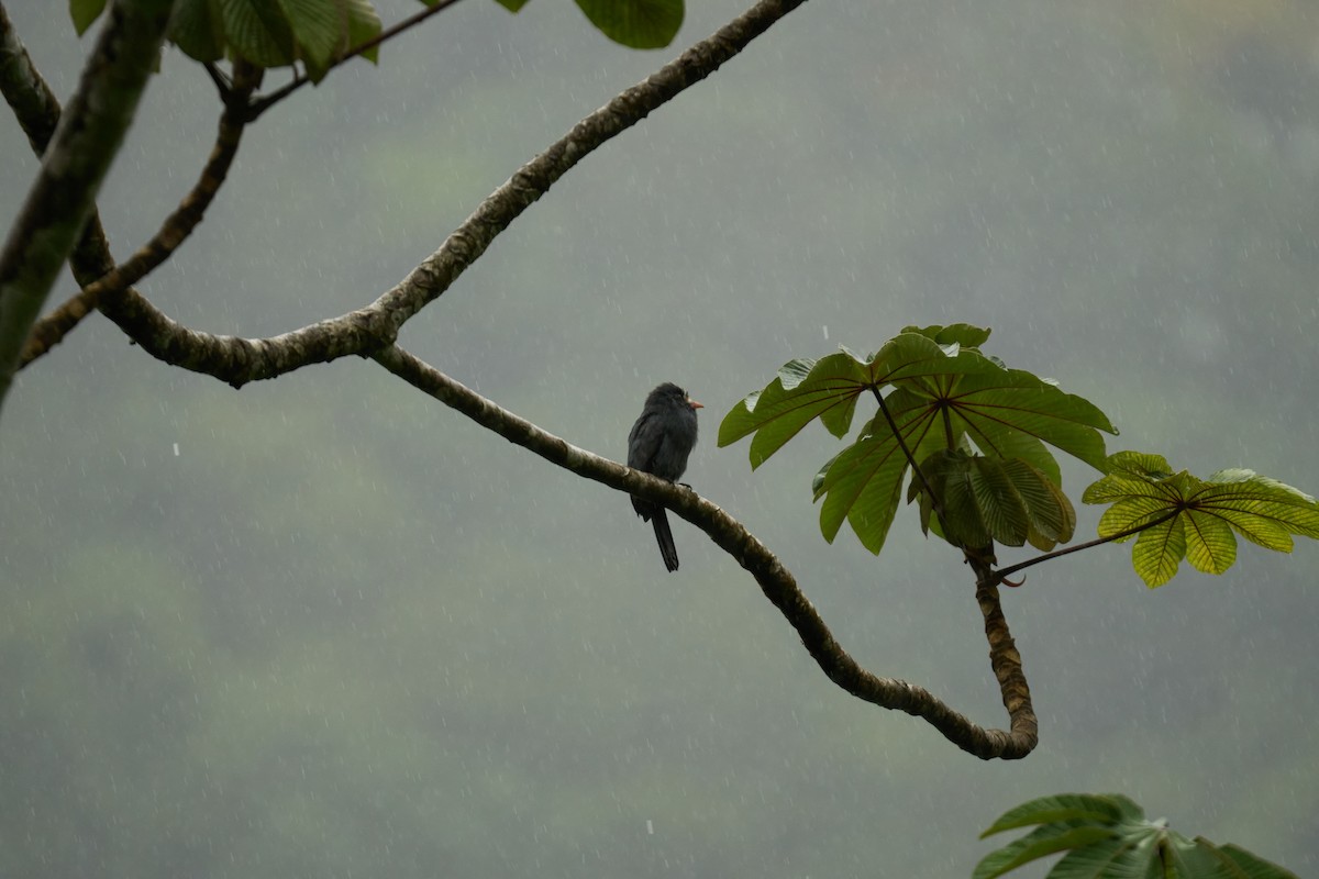 White-fronted Nunbird - ML644083700