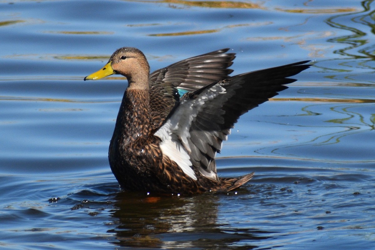 Mottled Duck - ML644083702