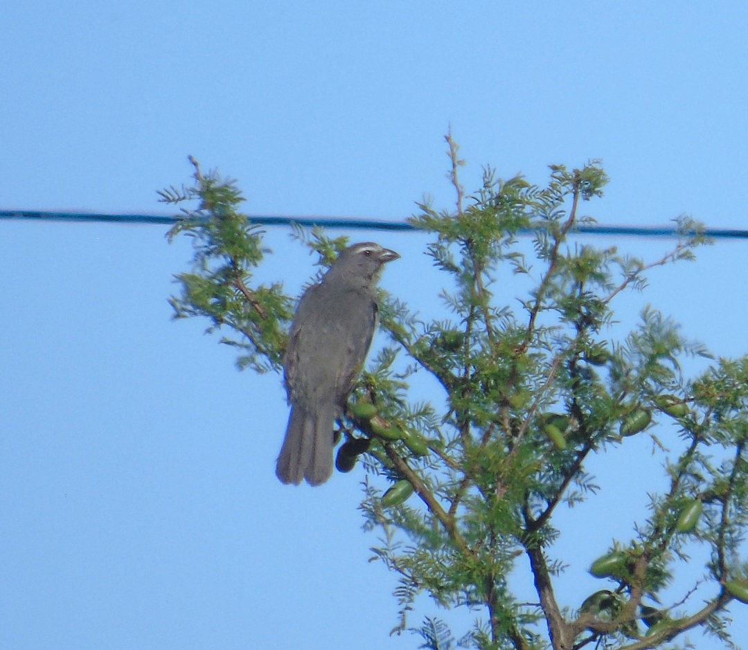 Bluish-gray Saltator - ML644083707