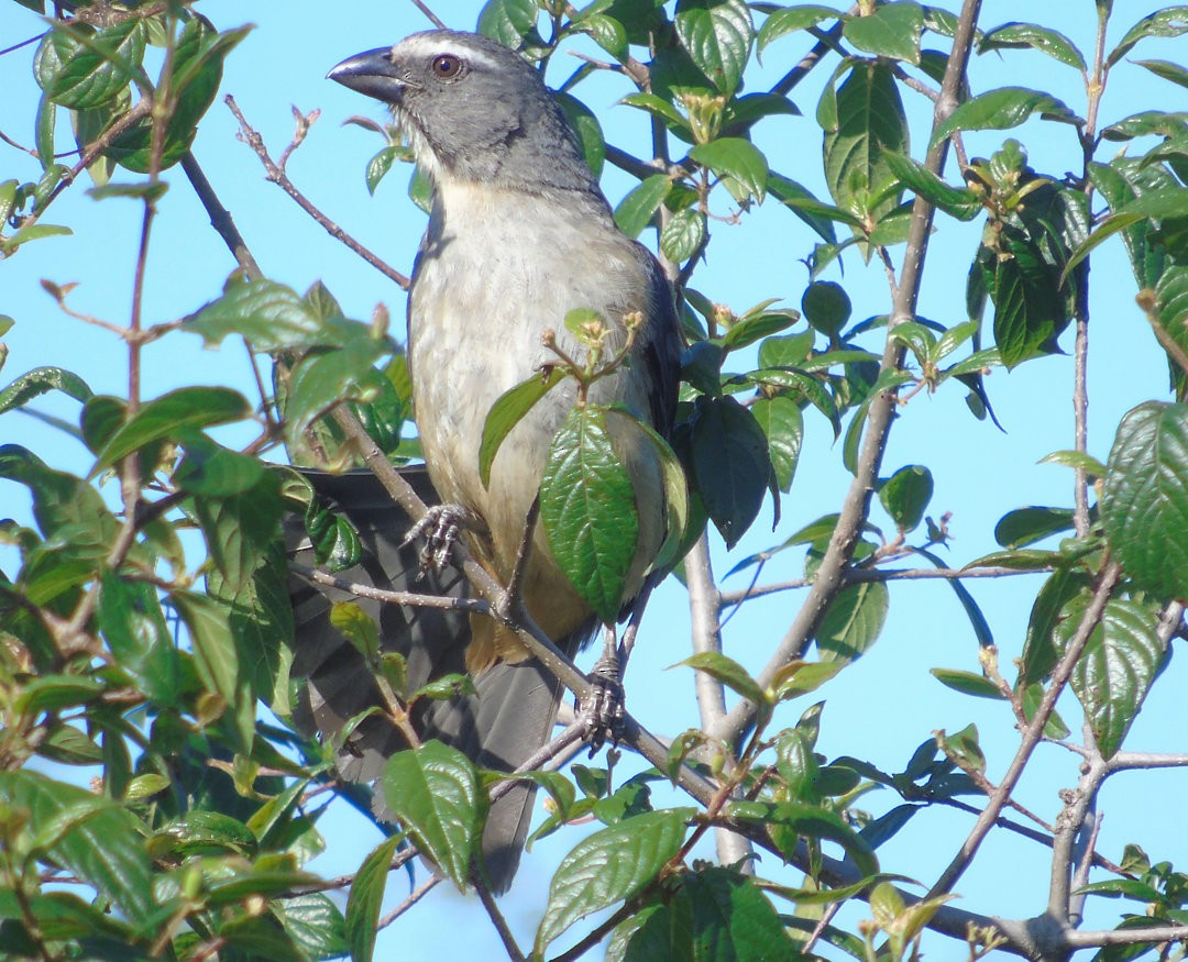 Bluish-gray Saltator - ML644083708