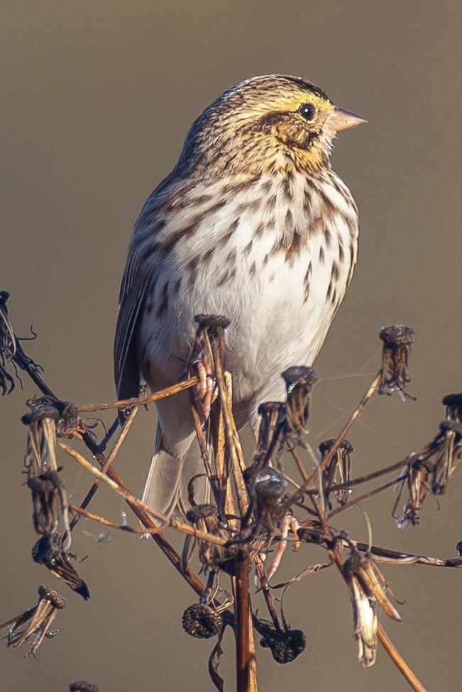 Savannah Sparrow - ML644083719