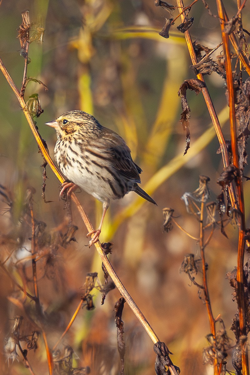 Savannah Sparrow - ML644083720