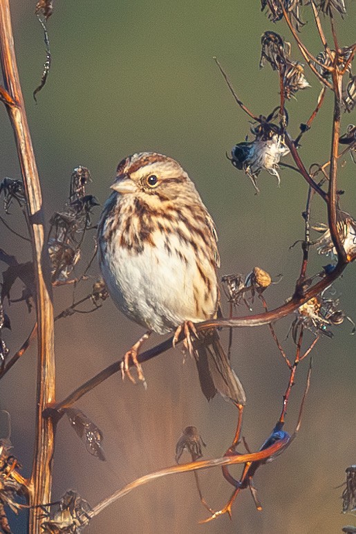 Song Sparrow - ML644083730